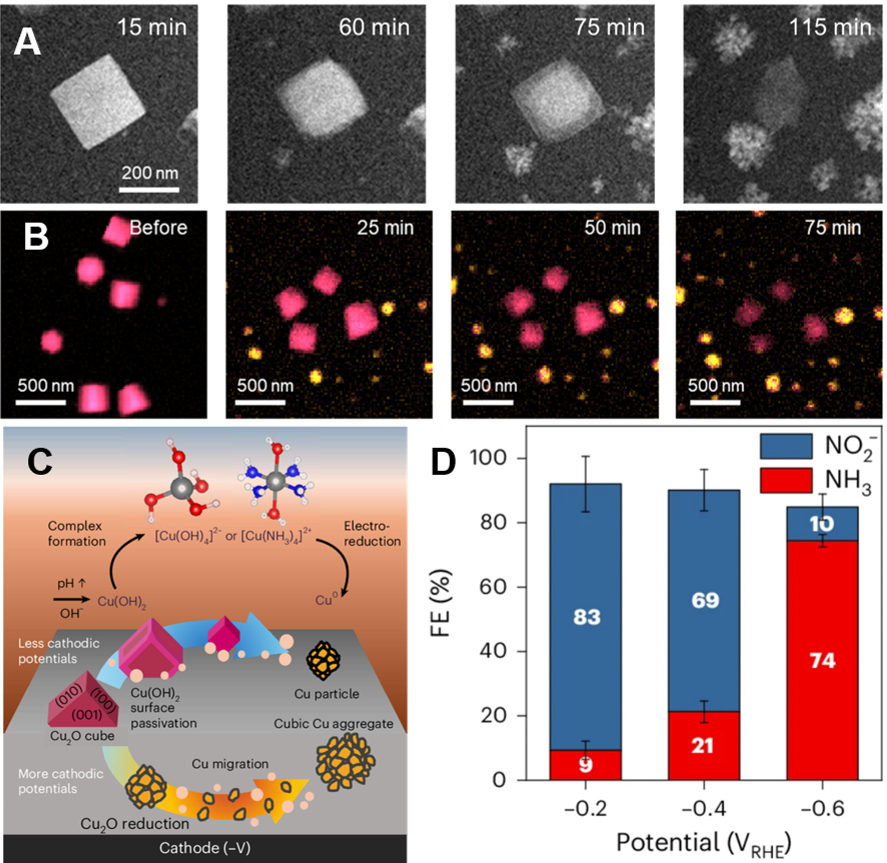 Operando liquid-cell TEM imaging of Cu₂O nanocube restructuring during nitrate electroreduction