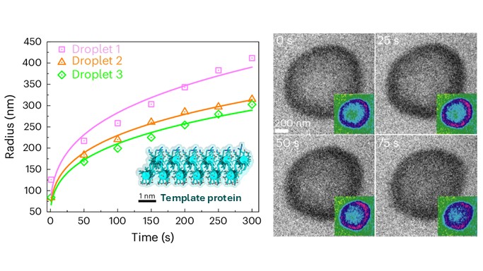 Biomineralization Processes