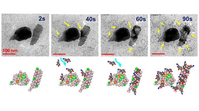 2D materials dynamics in liquids