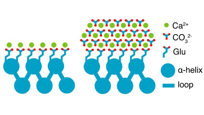 Biomolecule-templated growth