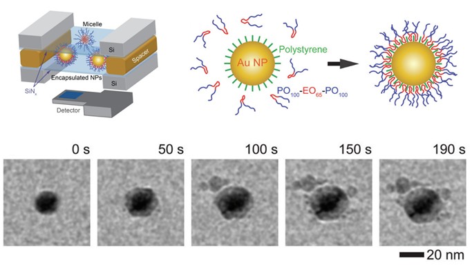 Micelle formation and dynamics