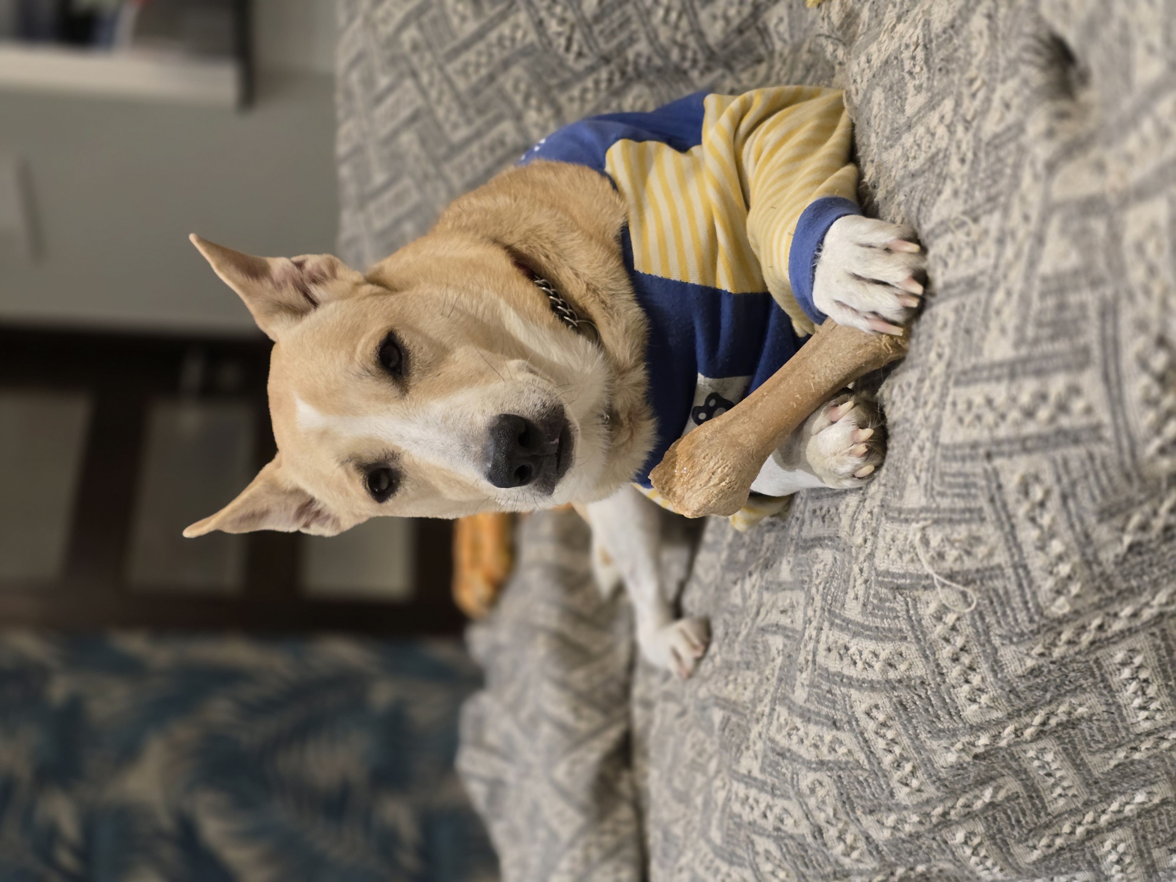 J2 - Senior Partner at Five Dogs Law