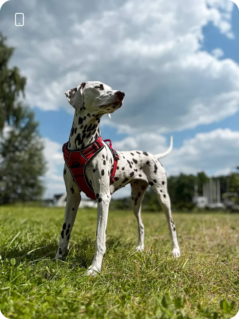 Світлини, результати учнів після проходження курсу
