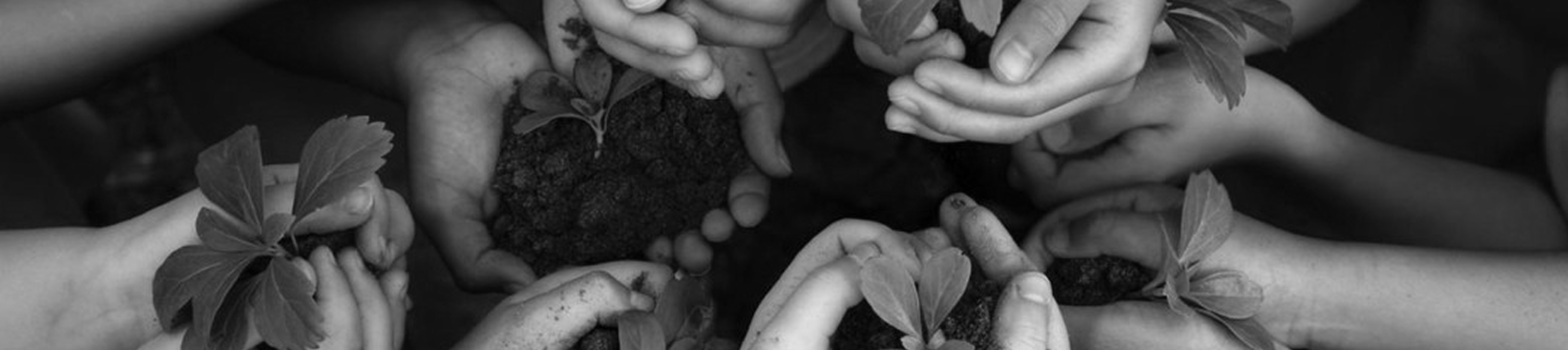 Multiple hands holding soil with small sprouting plants, overlaid with a purple tint.