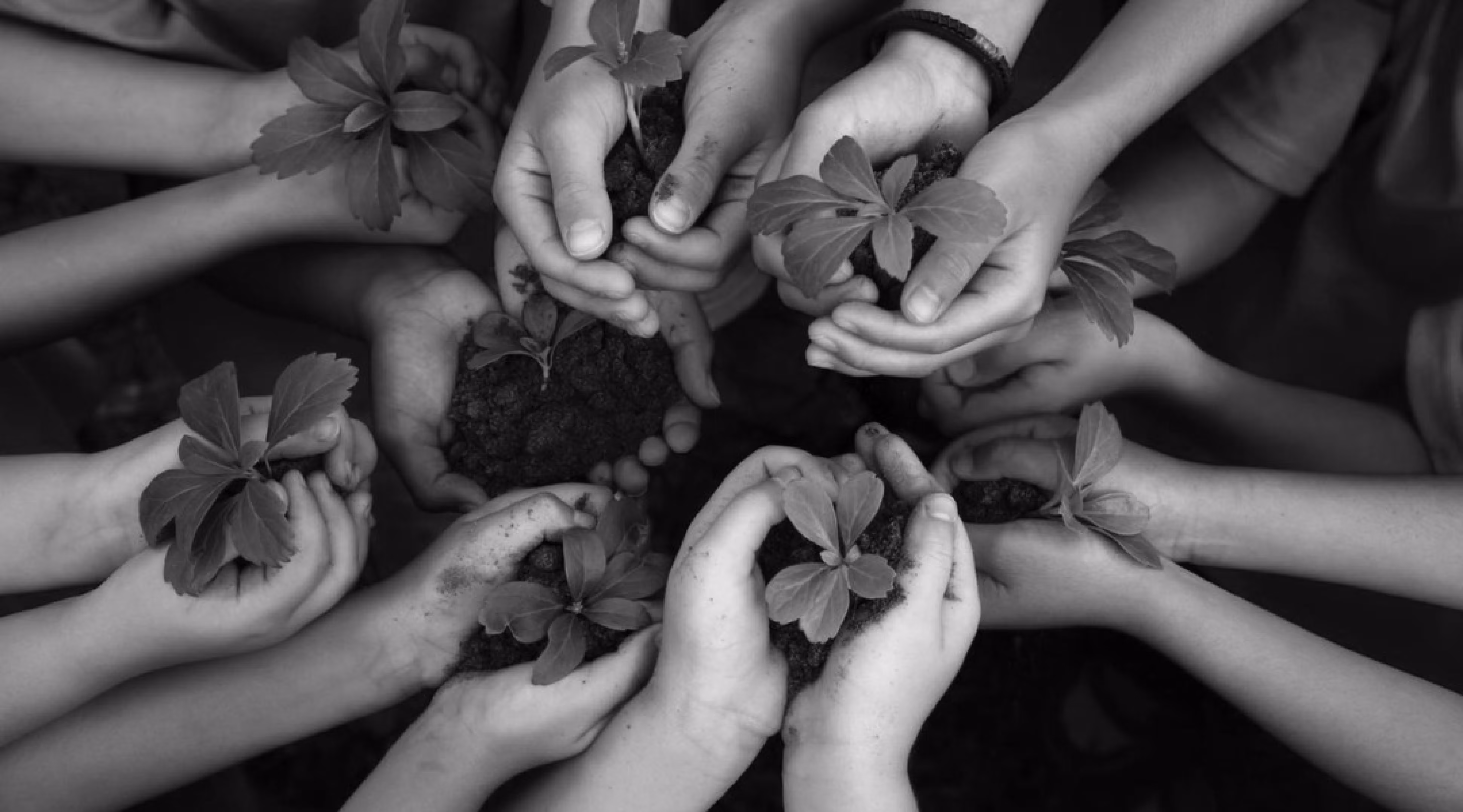 Multiple hands holding small plants with soil, symbolizing growth and care.