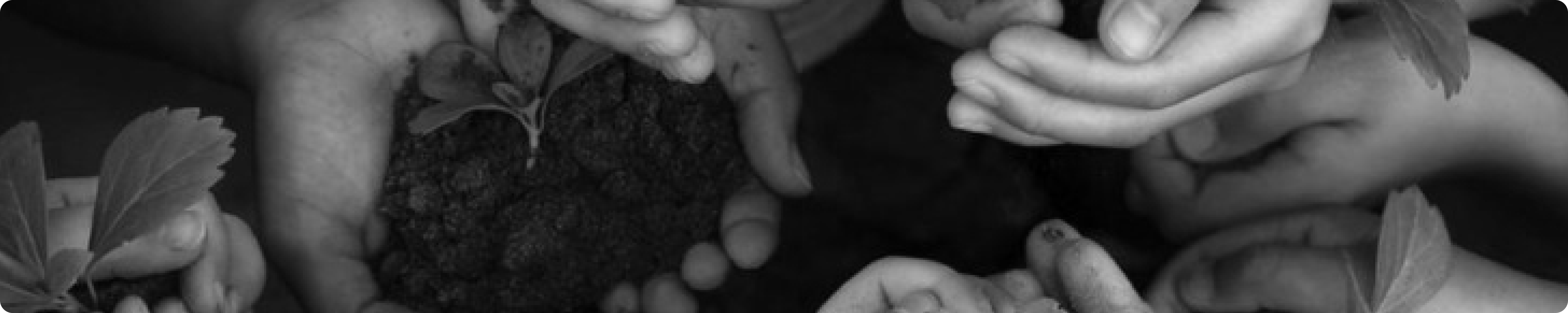 Hands holding soil with small plants growing, symbolizing growth and nurturing.