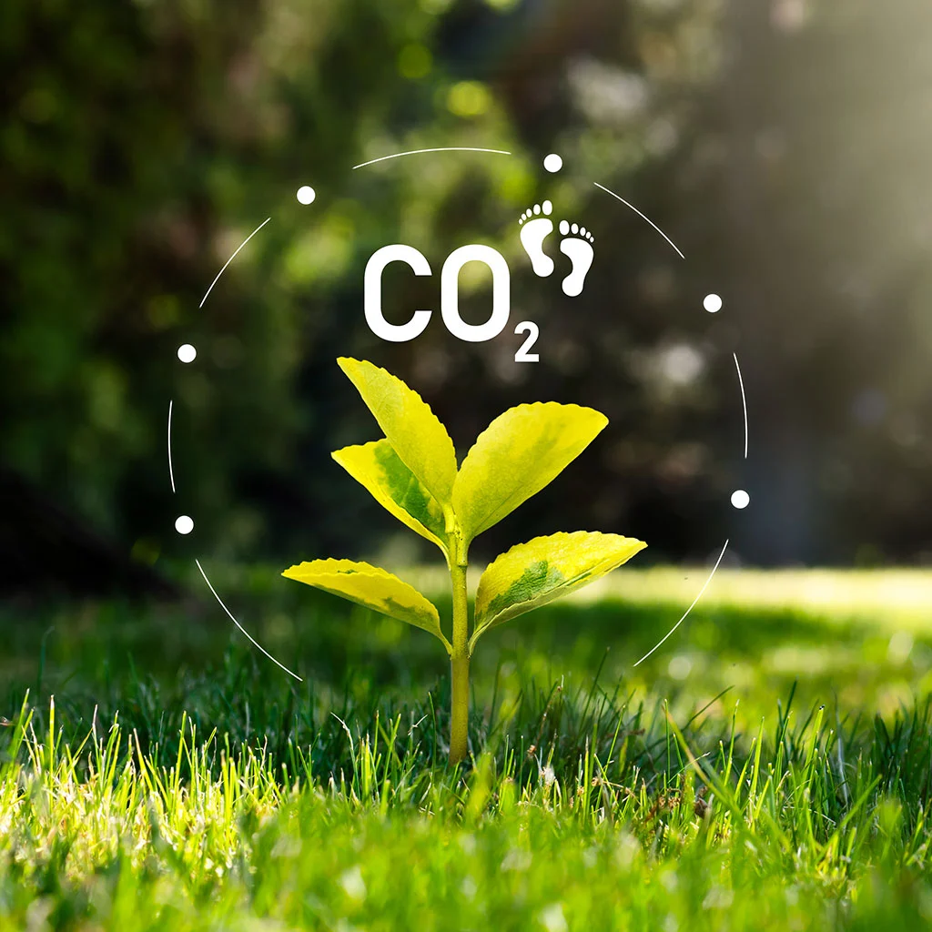 Photo of a plant growing which helps in co2 reduction