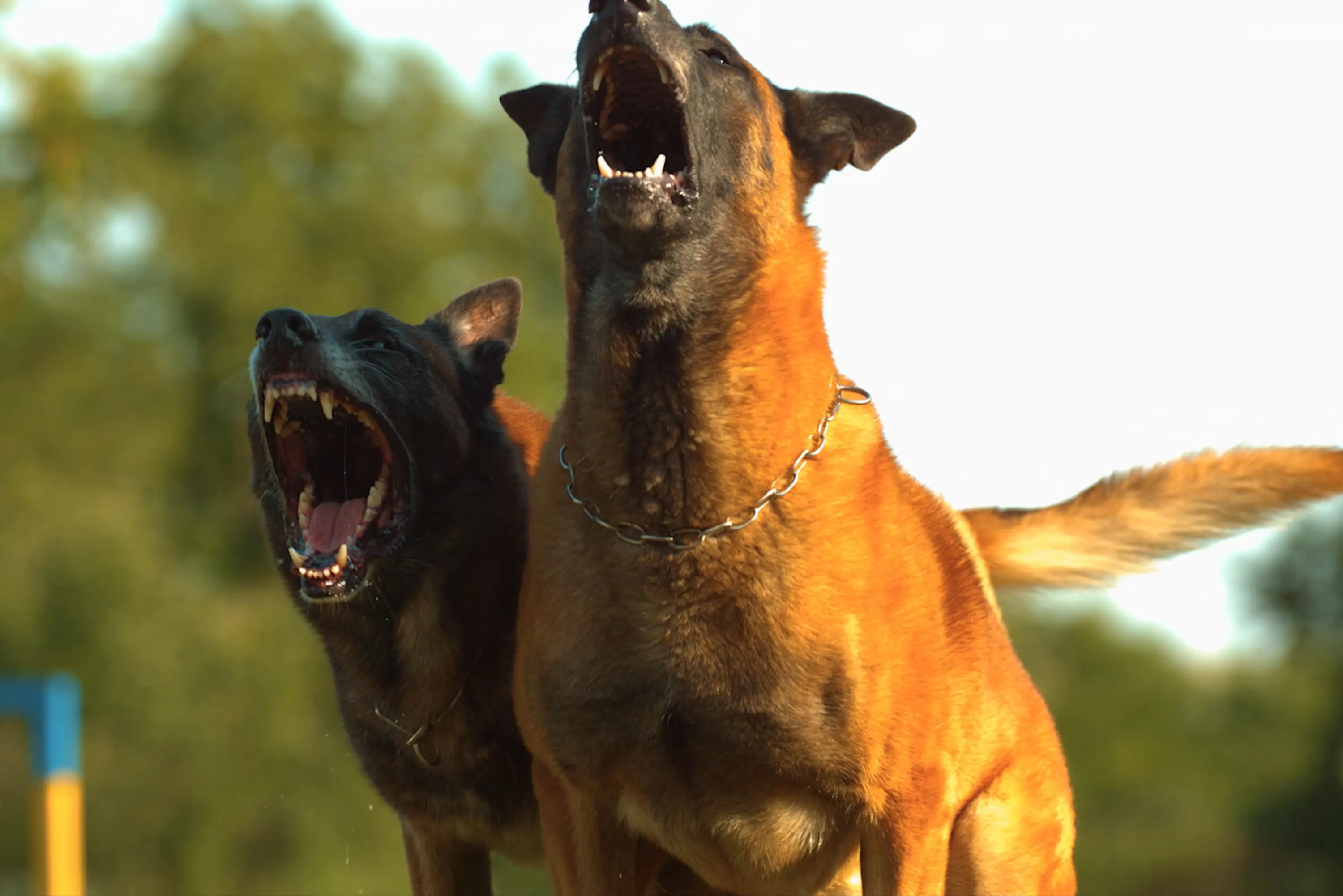 Dog Bites