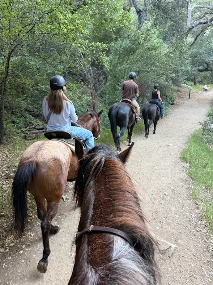 Riders on a forested trail enjoying a horseback ride