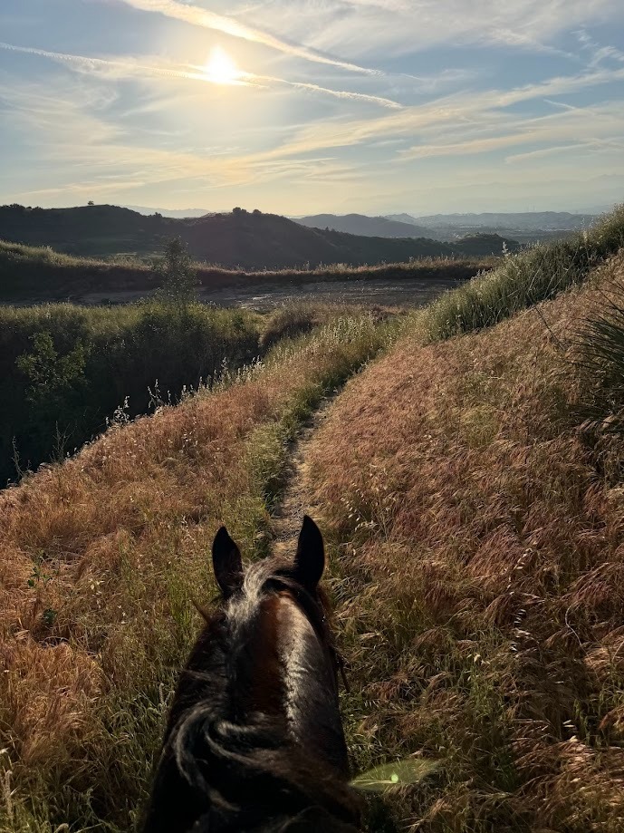 Cantering For Advanced Riders