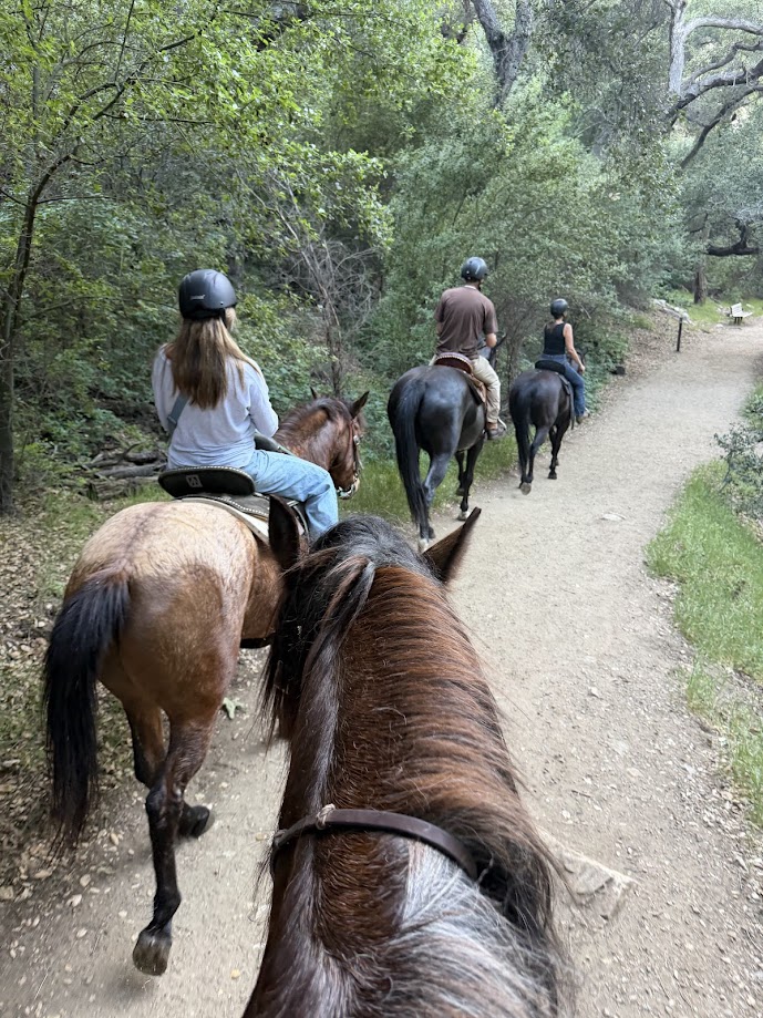 Group horseback trail ride forest