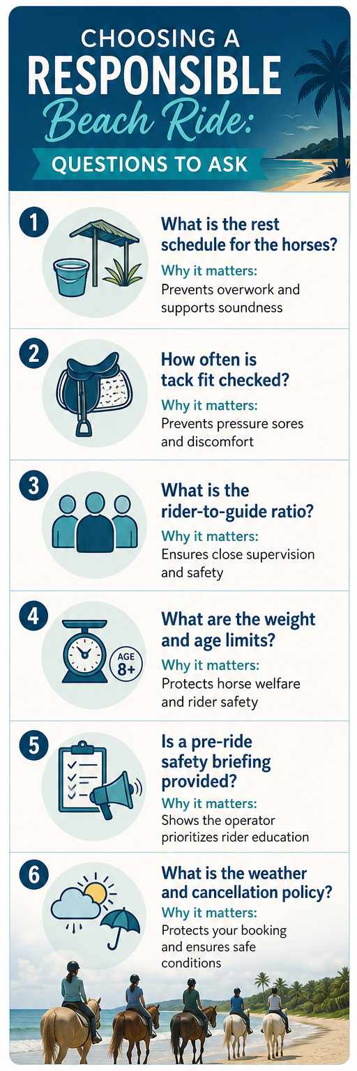 Choosing responsible beach horseback ride questions to ask