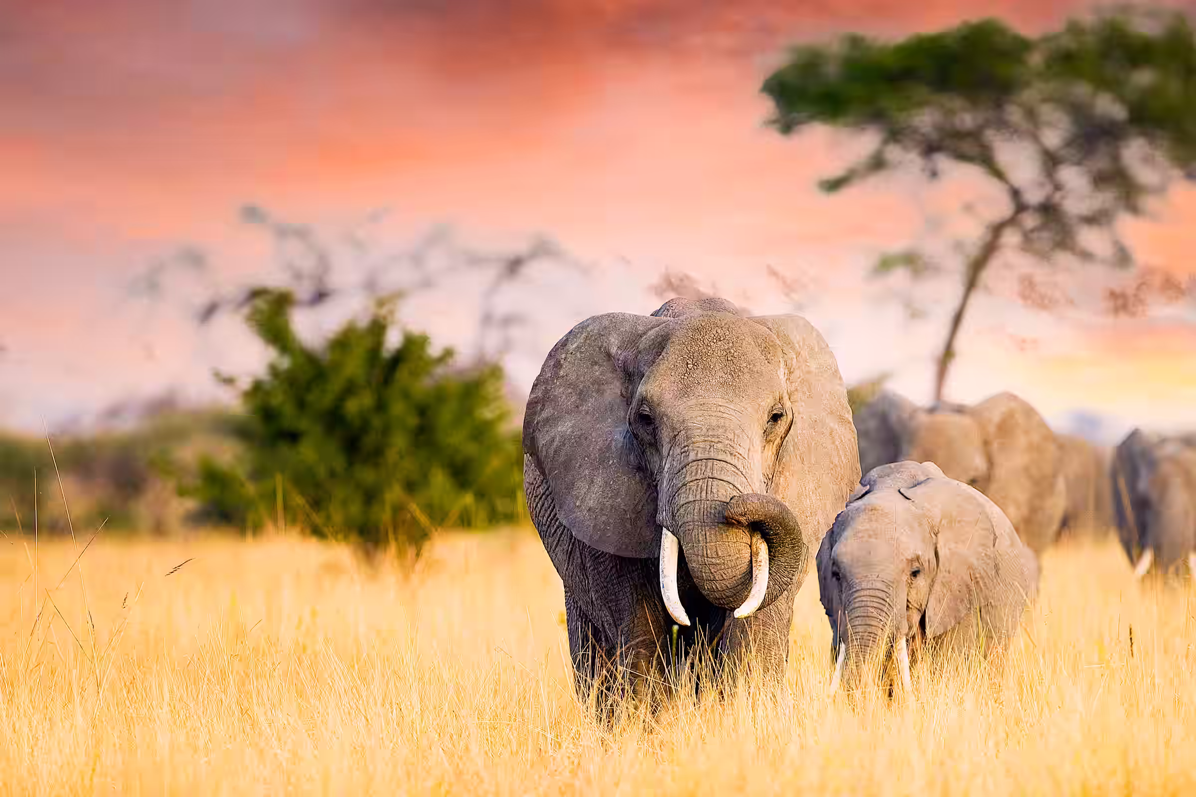 Éléphant adulte et éléphanteau marchant dans une savane aux herbes dorées au coucher du soleil.
