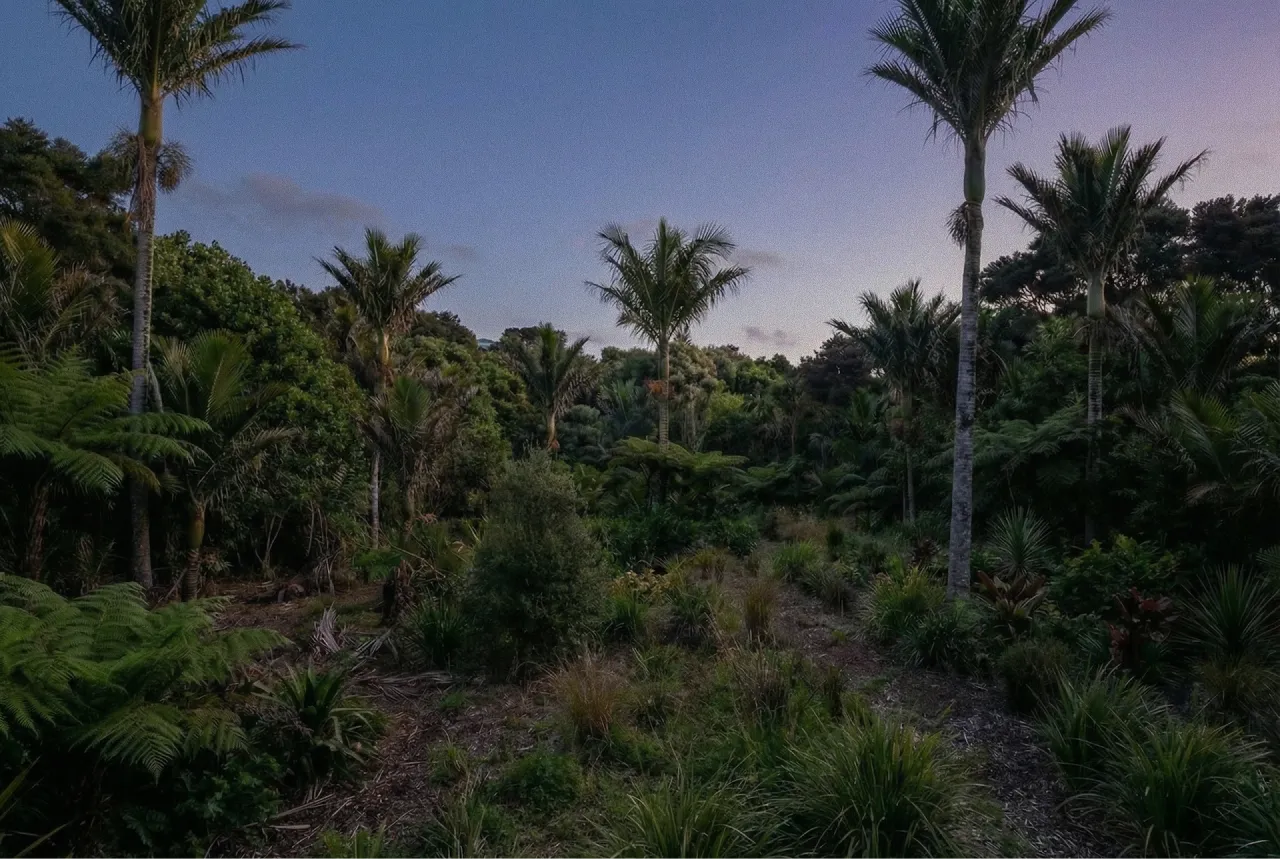 Dense tropical forest with tall palm trees and undergrowth under a twilight sky Proof El Salvador.