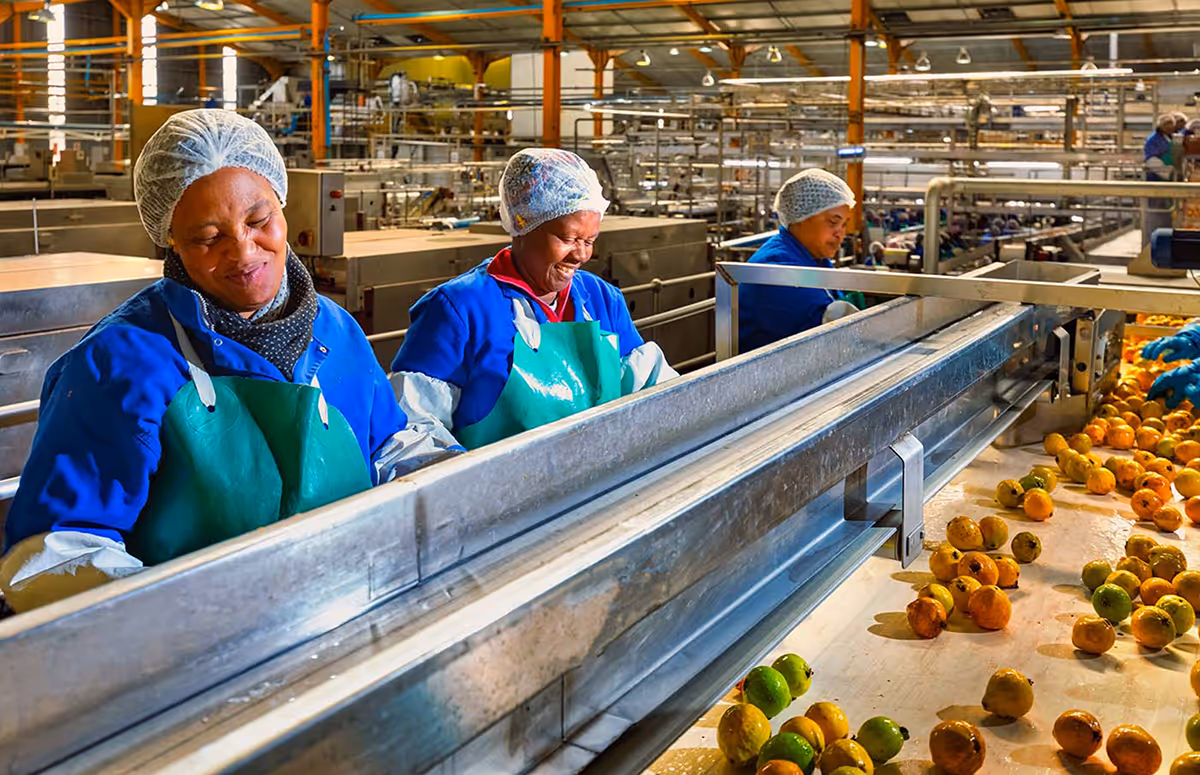 Workers in blue uniforms and hairnets sorting yellow and green fruits on a conveyor belt in a food processing factory.