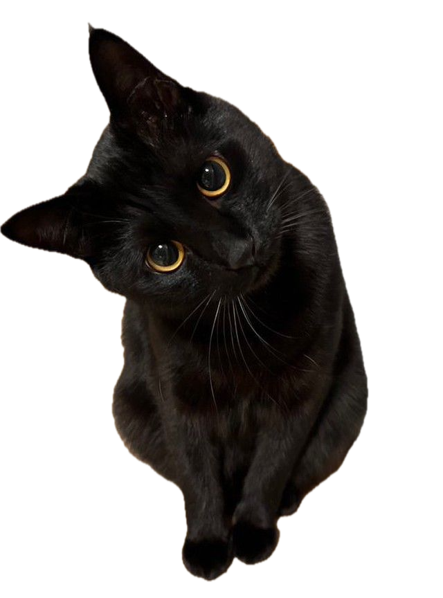 A cat holding down the fort