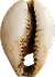 Single cowrie shell with natural brown markings on a white background.