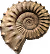 Fossilized ammonite shell with detailed ridges and spiral shape.