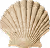 Beige scallop seashell with ribbed pattern on a white background.