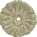 Fossilized ammonite shell with distinct ridges and a central spiral hole.