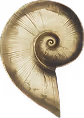 Close-up of a seashell with a spiral pattern in beige and brown tones.