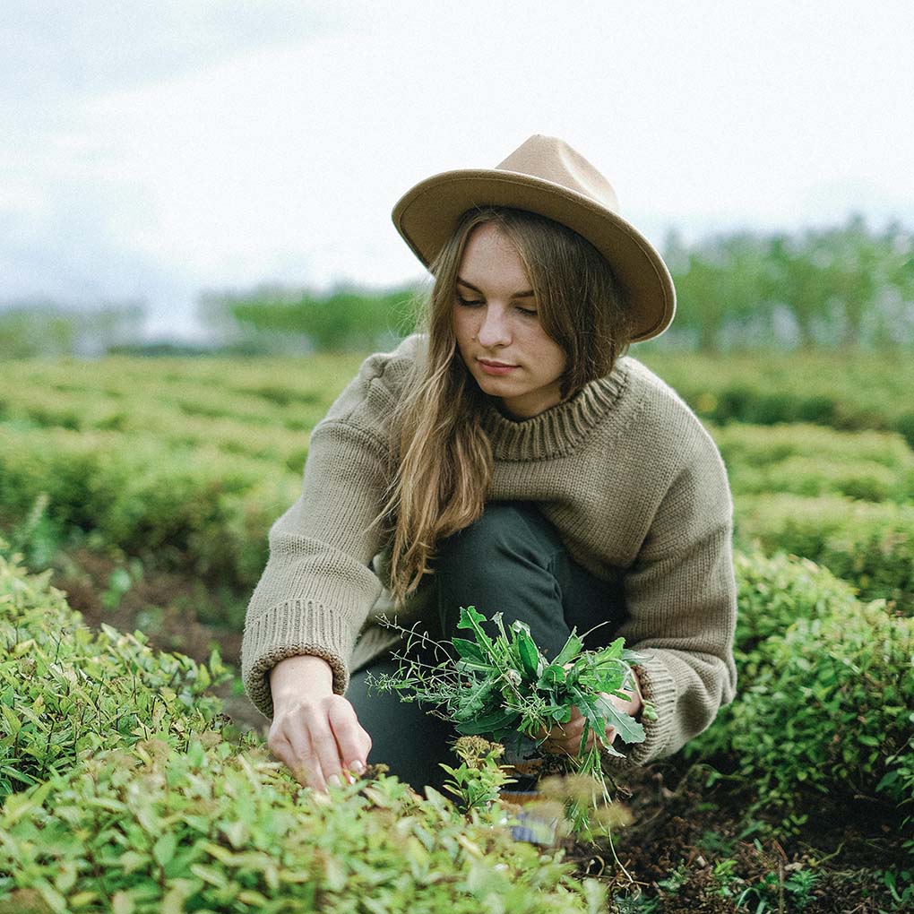 Frau mit Hut und Pullover erntet Kräuter in einem grünen Garten.