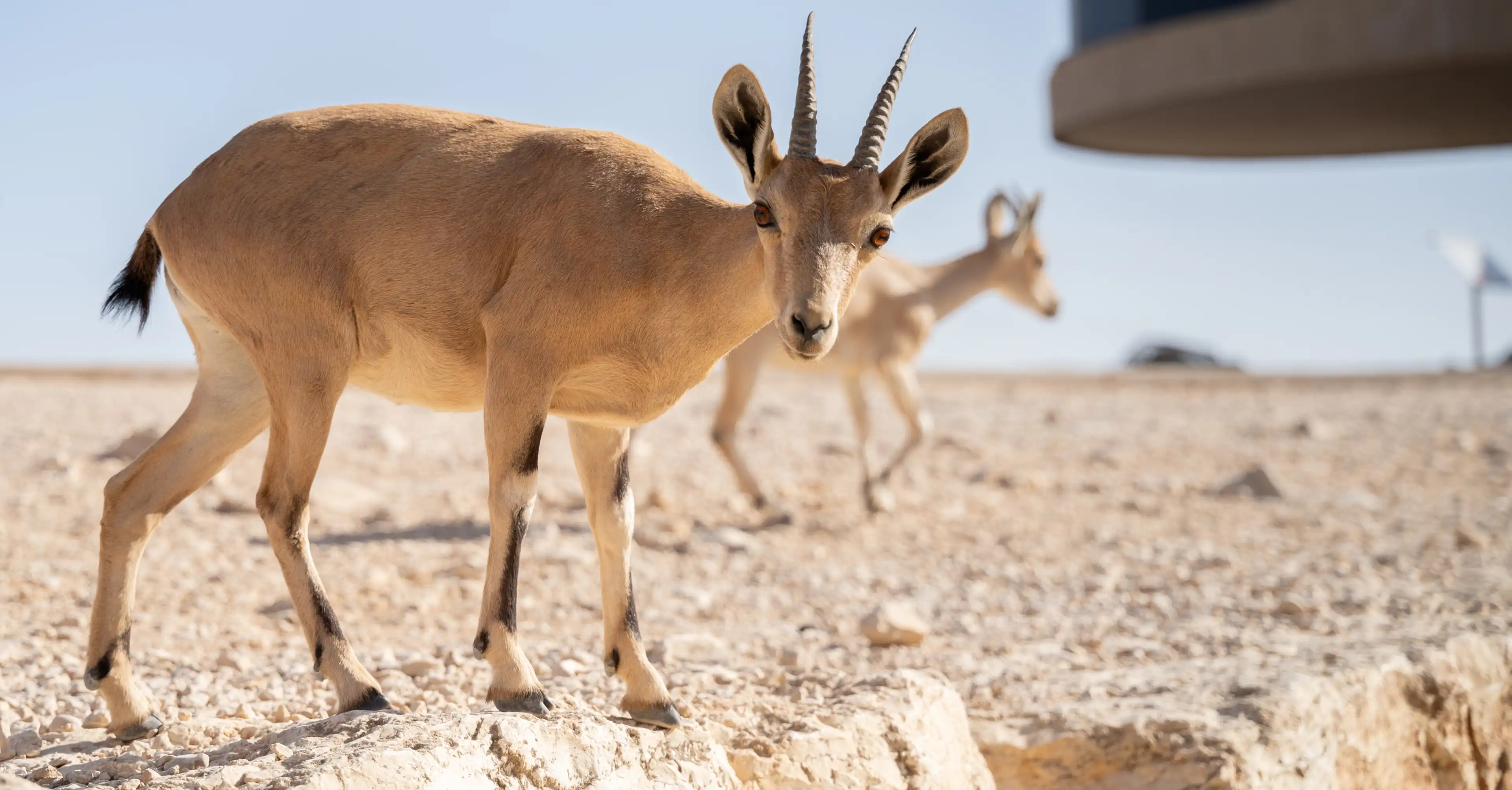יעלים על שפת מכתש רמון מתחם בית רמונא