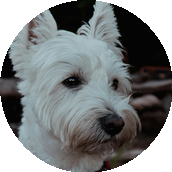 Portrait d'un petit chien blanc aux oreilles pointues regardant vers la droite