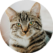Chat tigré brun avec des yeux verts regardant droit devant dans un cadre circulaire.