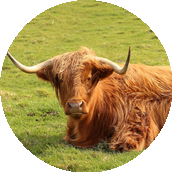Un Highland cow roux avec de grandes cornes, couché sur un champ d'herbe verte.