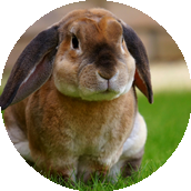 Gros plan d'un lapin marron aux longues oreilles tombantes dans l'herbe.