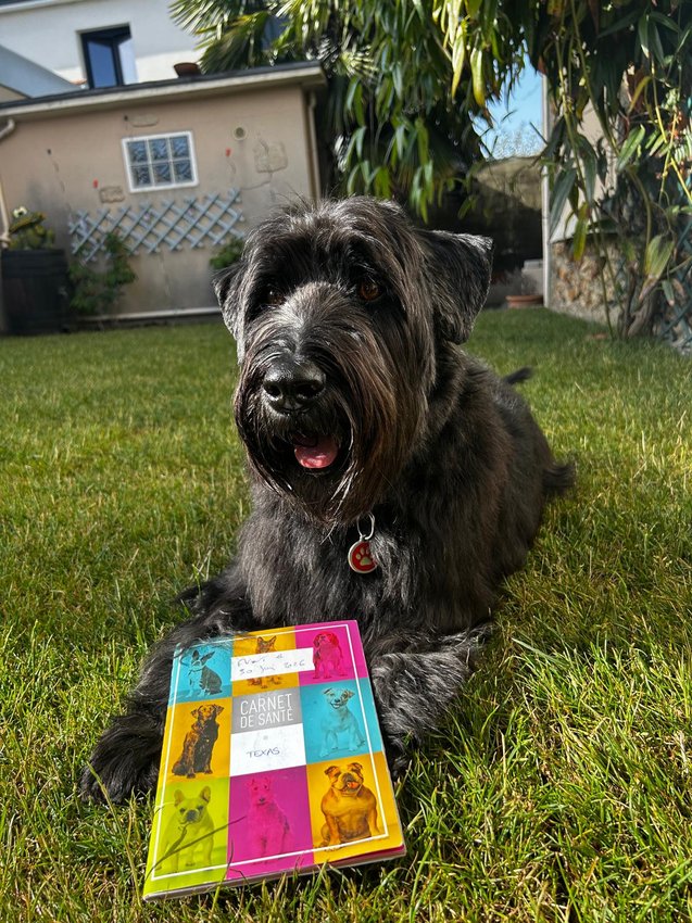 Chien noir allongé sur l'herbe avec un carnet de santé coloré devant lui.