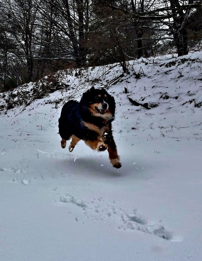 Chien noir et marron qui court et saute dans la neige avec des arbres en arrière-plan.