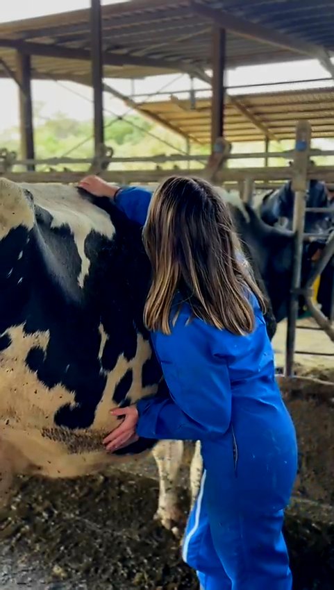 Personne en combinaison bleue examinant une vache dans une étable.