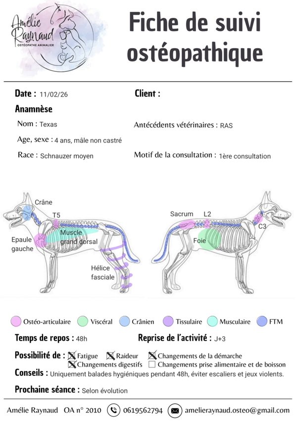 Fiche de suivi ostéopathique pour Schnauzer mâle non castré de 4 ans avec schéma squelettique et conseils.