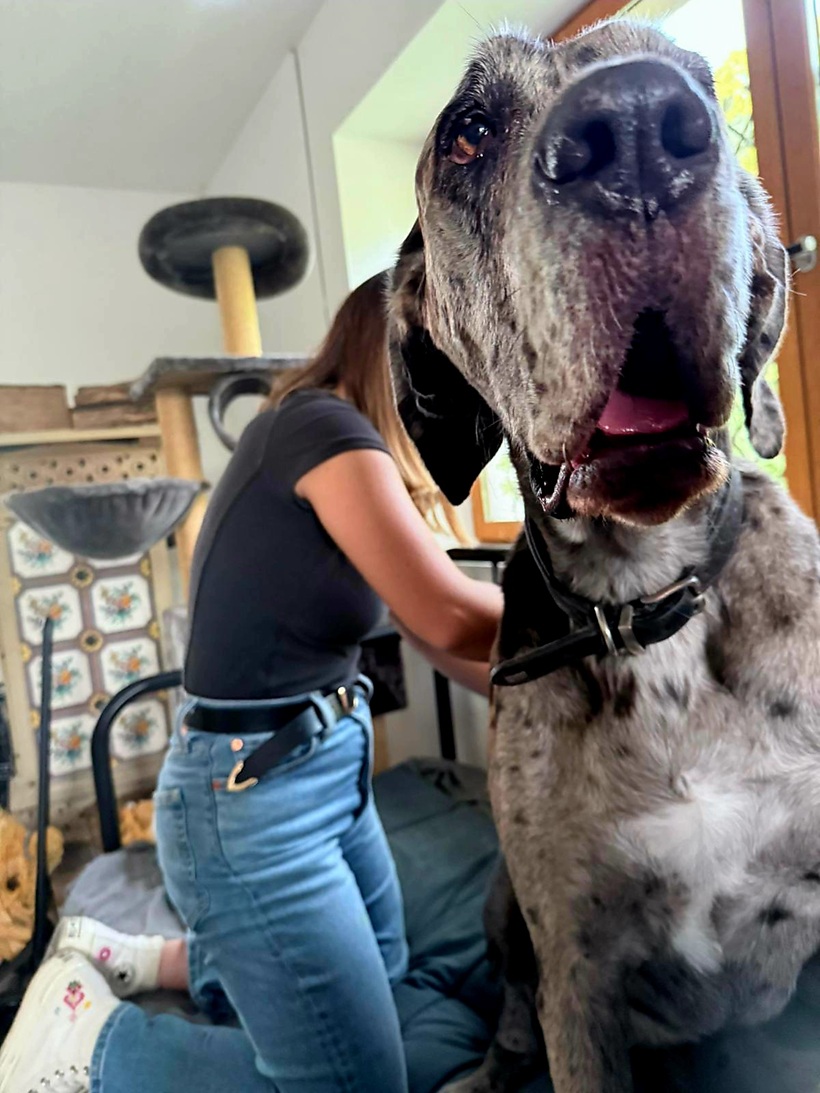 Grand chien tacheté proche de la caméra avec une femme en t-shirt noir et jeans en arrière-plan.