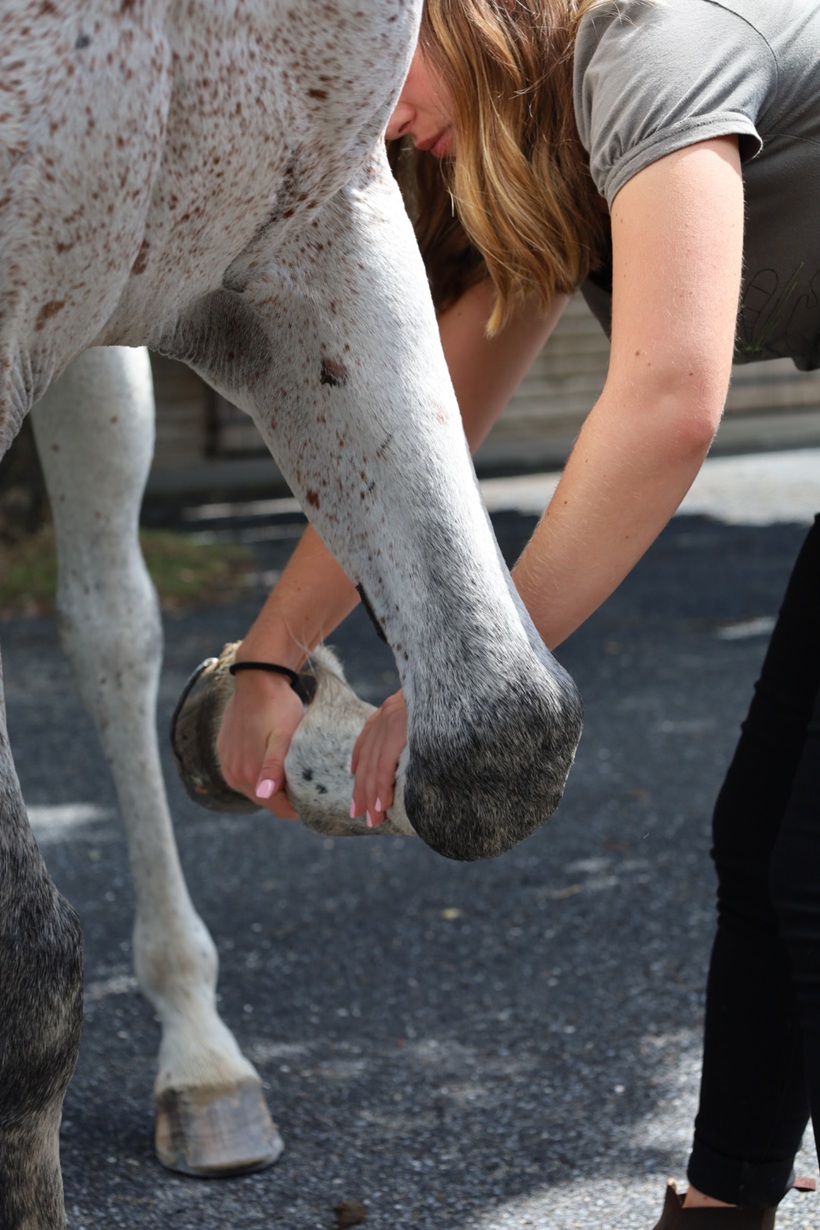 Une personne tient un sabot de cheval blanc tacheté, effectuant un soin ou nettoyage.