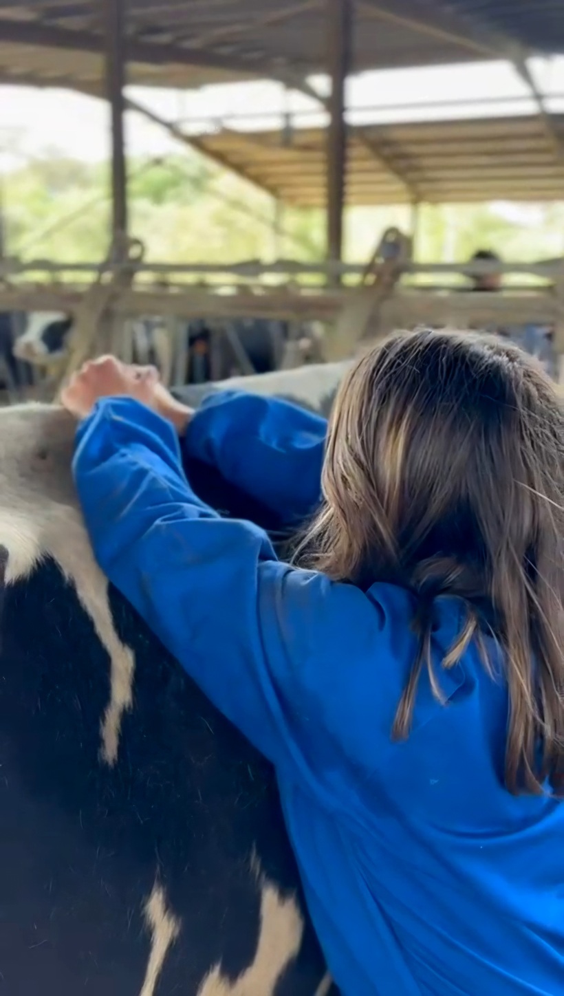 Person in blue shirt petting a black and white cow inside a barn.