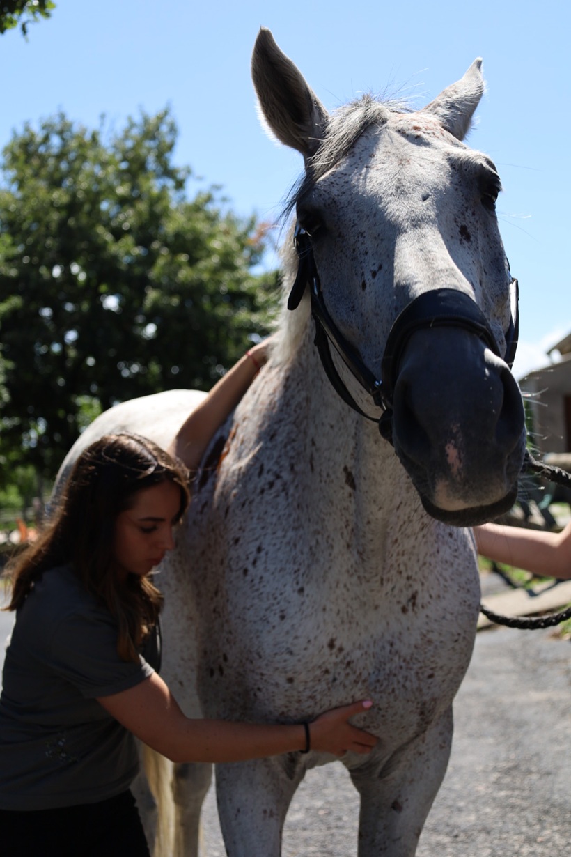 Une femme examine un cheval tacheté gris clair en plein air avec un arbre en arrière-plan.