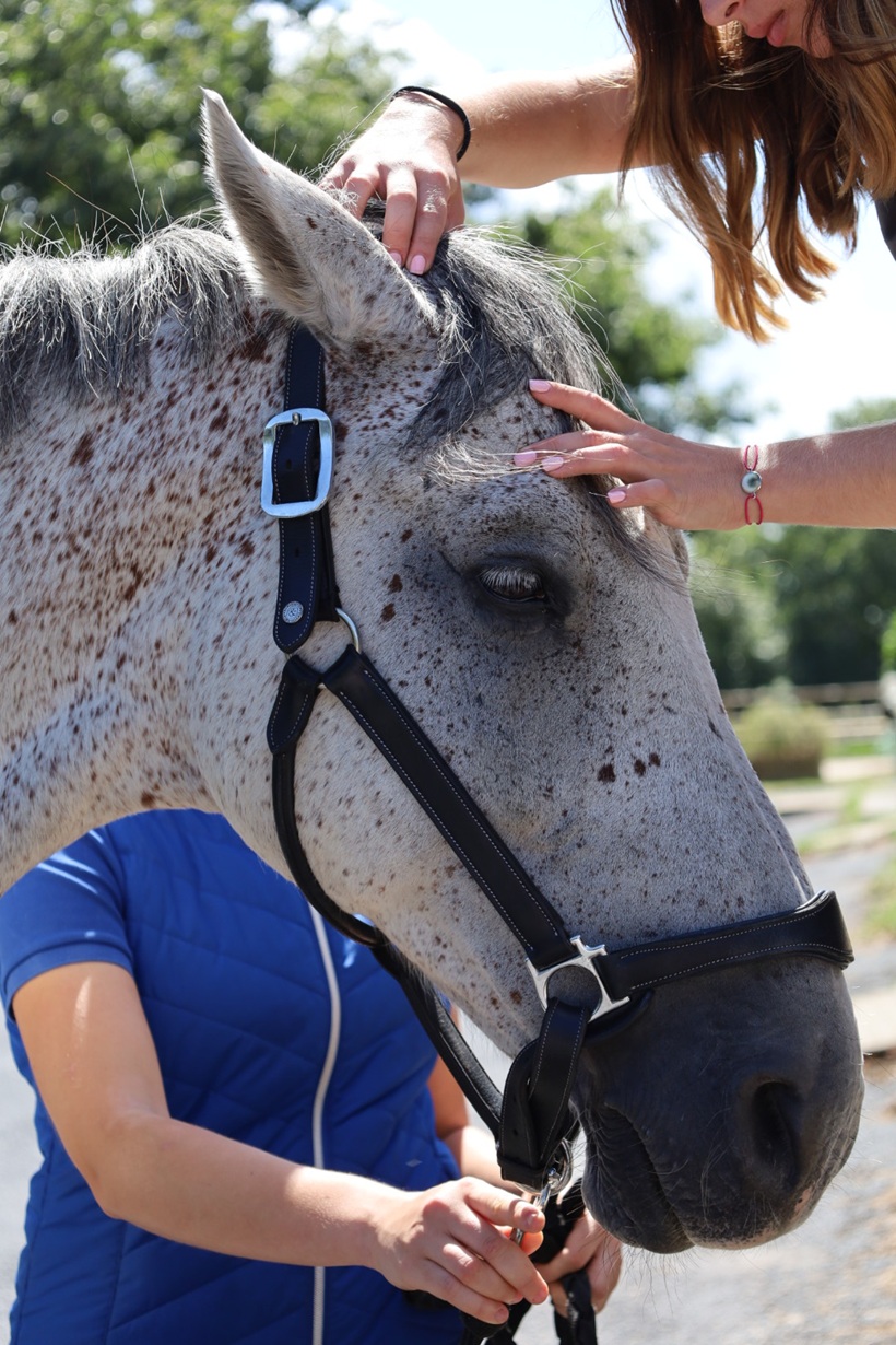 Une personne caresse la tête d'un cheval gris tacheté tandis qu'une autre tient sa bride noire.