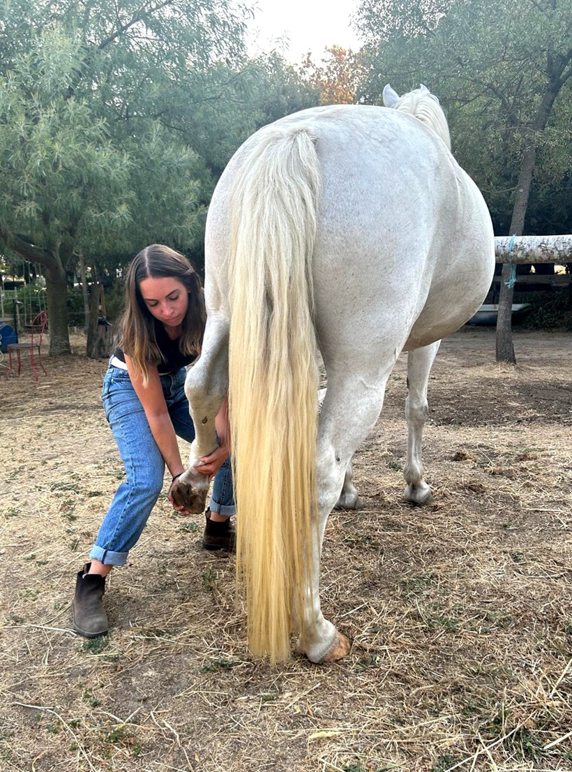 Une femme en jean ramasse le sabot d'un cheval blanc dans un enclos herbeux.