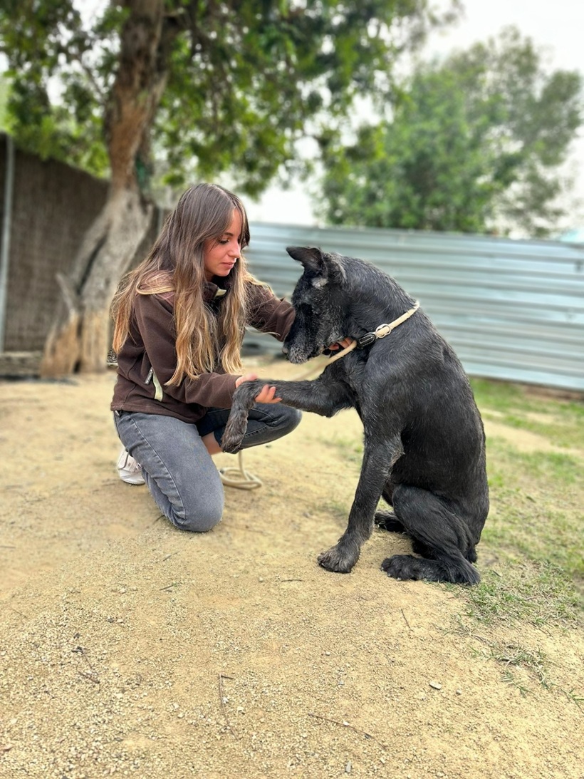 Une jeune femme à genoux serre la patte d'un grand chien noir assis dehors.