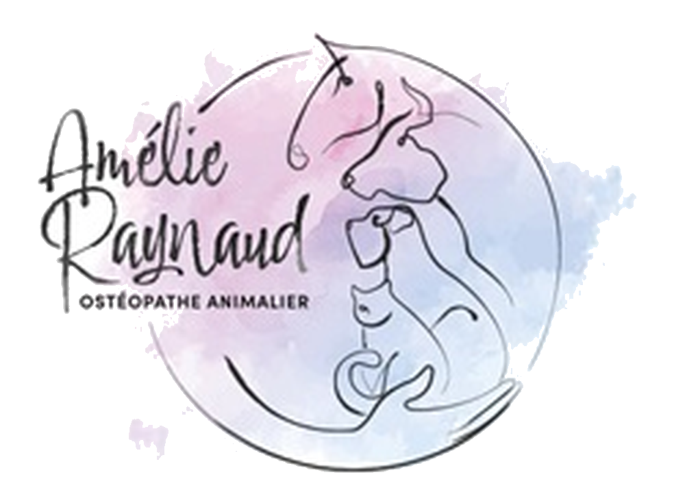 Logo avec dessin continu d'un cheval, chien, chat et une main, avec texte Amélie Raynaud ostéopathe animalier.
