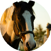 Cheval noir et blanc avec un licol marron, devant un fond flou d'arbres au coucher du soleil.