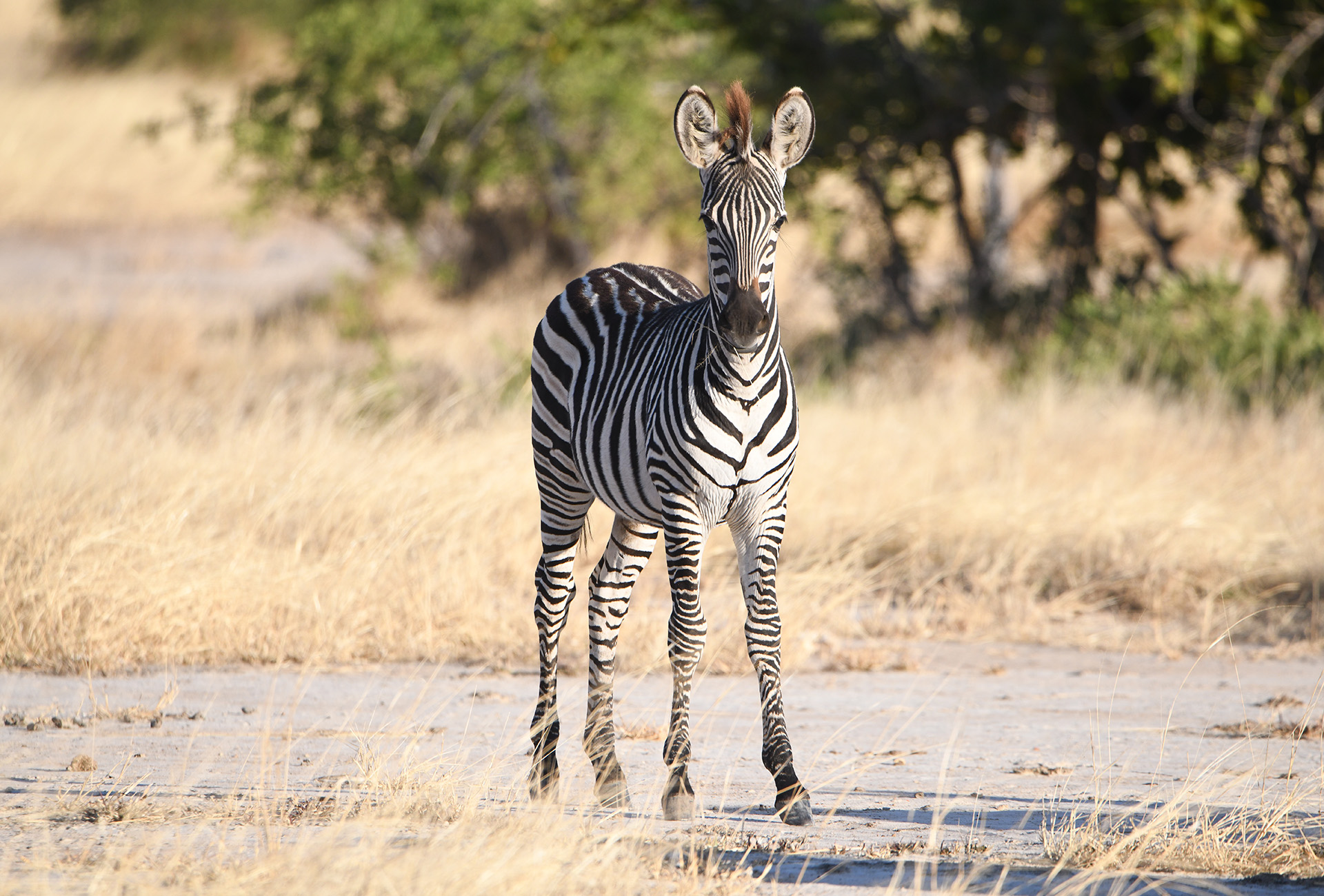 Zebras sind neugierig, aber stets wachsam. Als Herdentiere gehören sie zu den wichtigsten Beutetieren der Grosskatzen Afrikas.