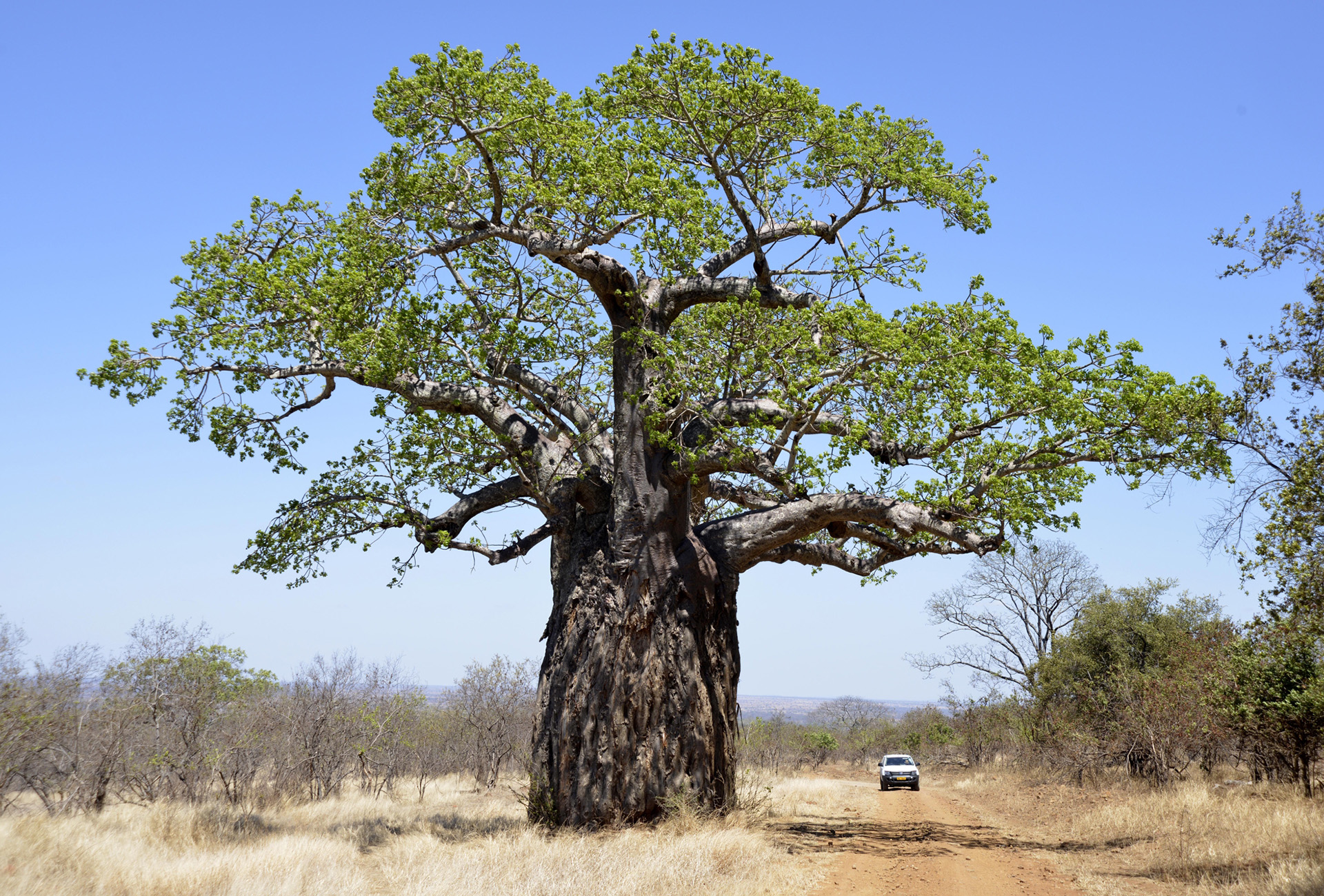 Ein mächtiger Baobab markiert die Zufahrt zum Gonarezhou Nationalpark. Die Strecke führt durch das geschützte Gebiet des Malilangwe Trust.