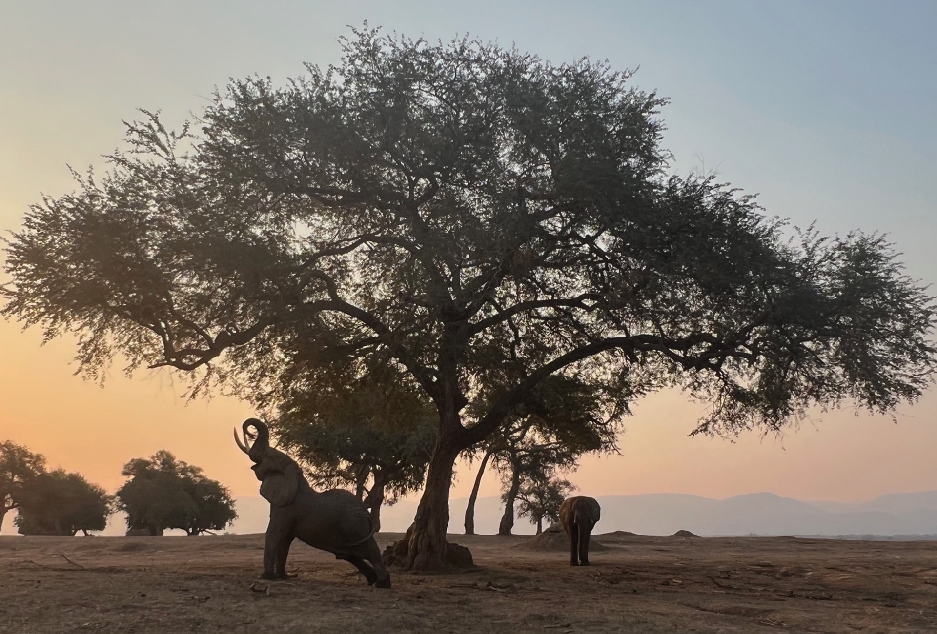 Elefanten fressen Marula-Früchte im UNESCO Weltnaturerbe Mana Pools. Der Nationalpark am Sambesi ist Lebensraum vieler Tierarten.