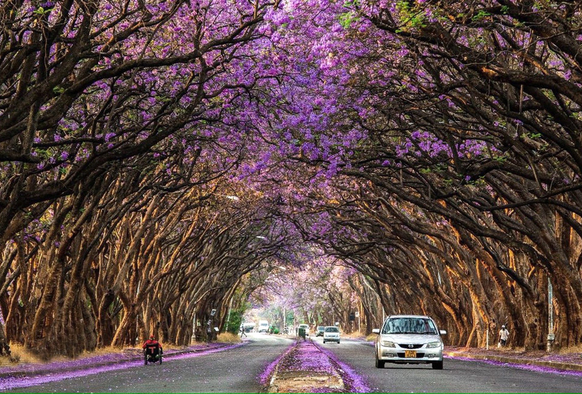Violett blühende Jacaranda-Bäume prägen im Oktober das Stadtbild von Harare. Nach kurzer Blütezeit folgen die rot leuchtenden Flammenbäume.
