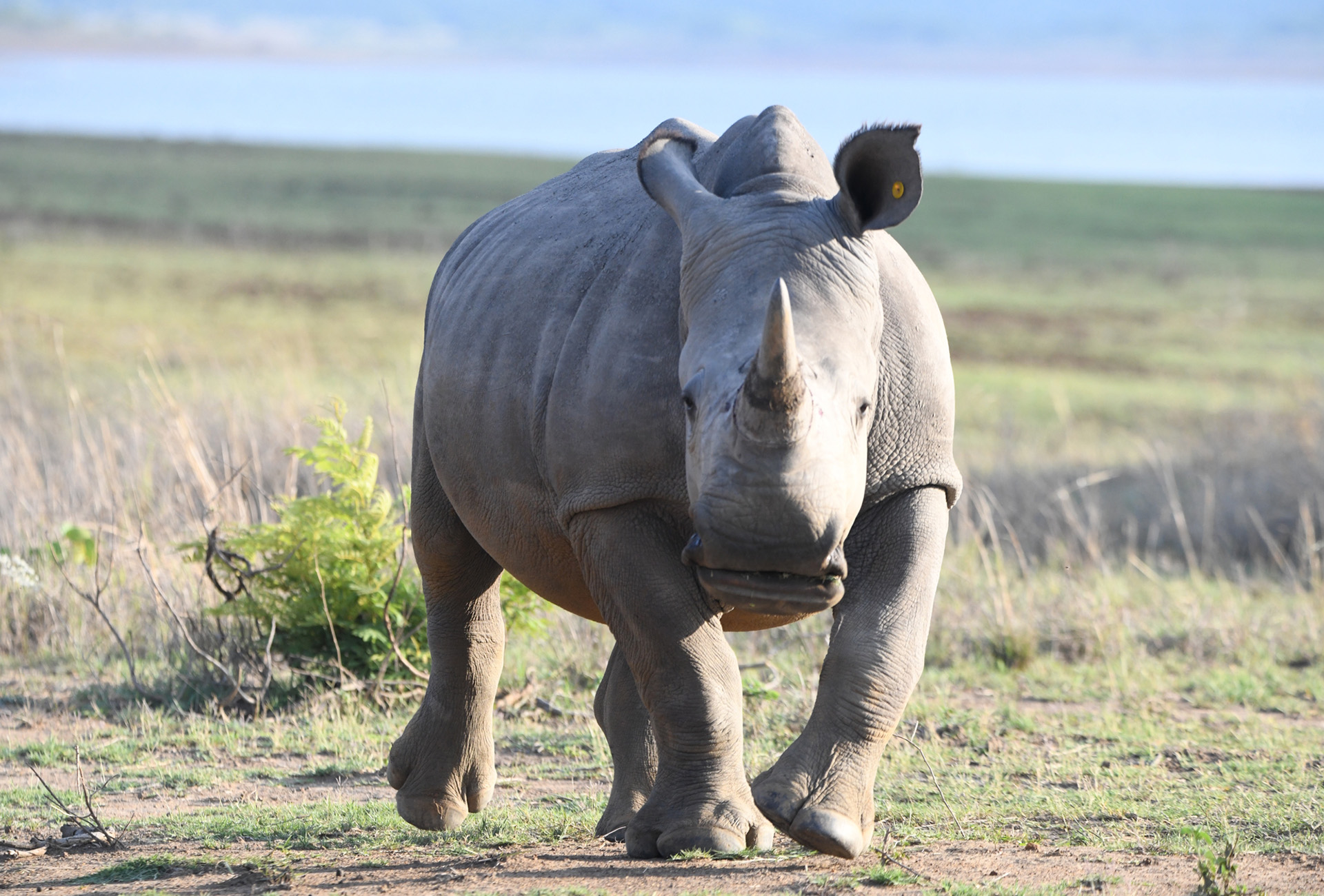 Breitmaulnashörner zählen zu den häufigsten Wildtieren im Kyle Nationalpark. Neben Giraffen lassen sich auch Löwen, Leoparden und Antilopen sehen.