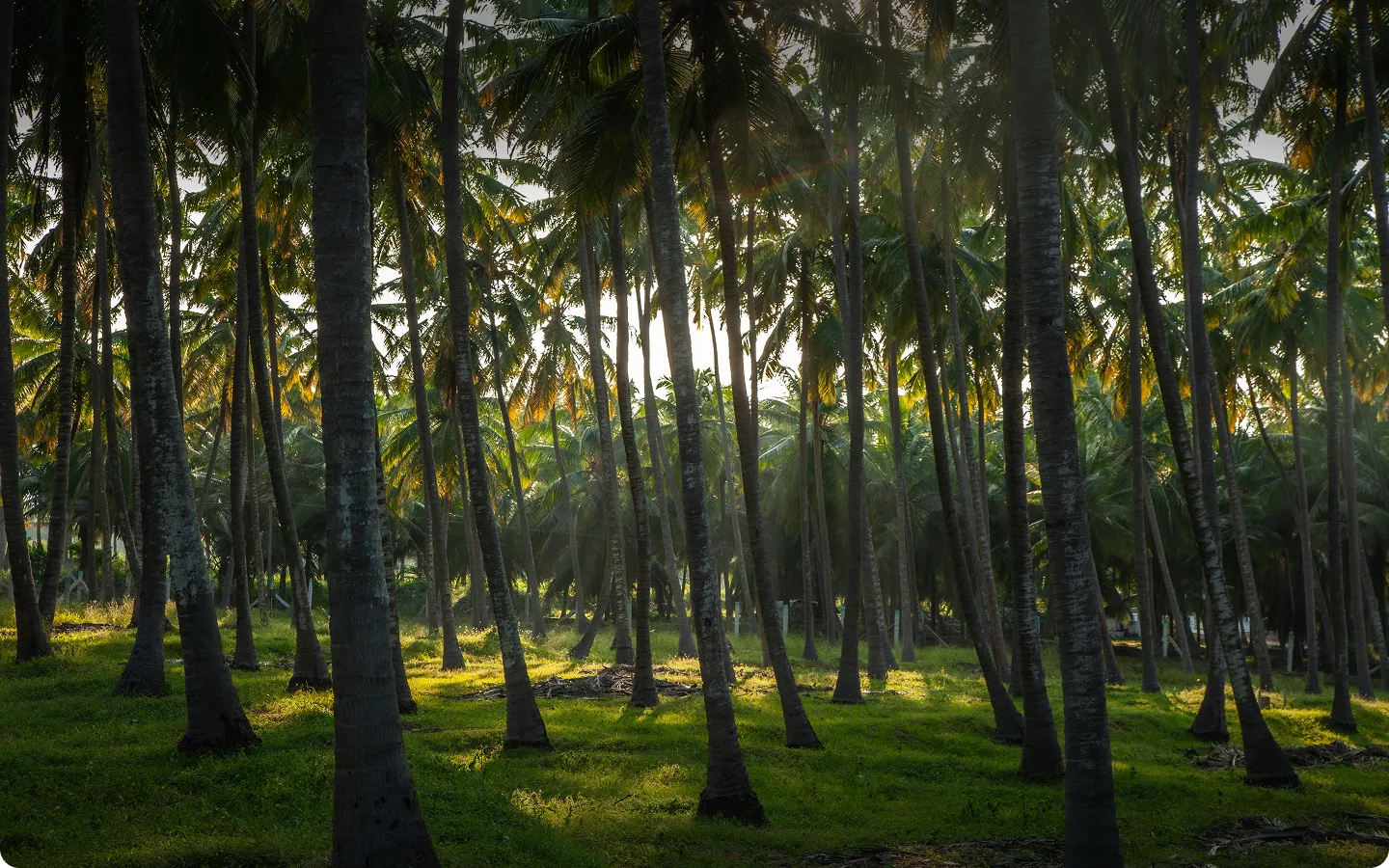Sunlight filtering through tall palm trees in a green tropical forest.